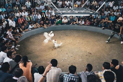 jilimk|CockFighting .